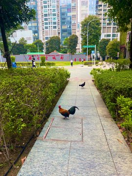 A colorful rooster and pigeon walk along a paved pathway in what appears to be a residential park in Singapore, with high-rise apartment buildings and a basketball court in the background, perfectly capturing the unique blend of urban life and wildlife found throughout the city-state.
