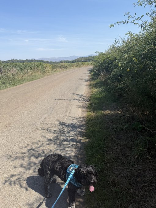 A black curly-haired dog on a blue leash stands on a rural paved road with its tongue out, with green vegetation and distant mountains under a blue sky.
