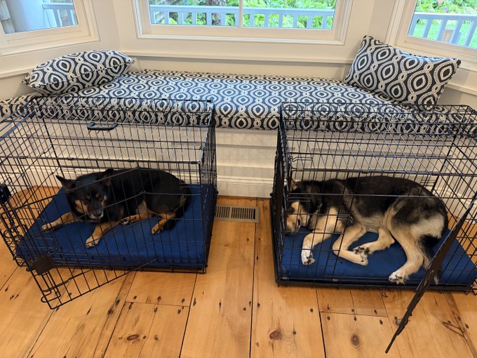 Two dogs resting in separate wire crates with blue cushions on a hardwood floor, positioned beneath a window seat. The image humorously references the "bullish" terminology by showing two dogs (not cats) in crates, jokingly framing it as "bullish for cat coins."