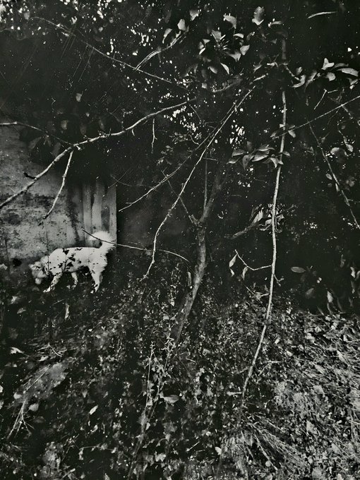 A grainy, vintage black-and-white photograph shows a small white dog near a stone structure in a wooded area.