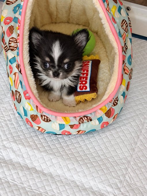 A small black-and-white long-haired Chihuahua puppy sits inside a donut-patterned pet bed next to a plush "Sniffers" toy, resting on a white quilted mat. The image ties to the post's motivational message about small daily progress—just like the puppy nestled in its cozy bed, taking small steps (even just resting and growing) counts toward becoming 1% better each day.