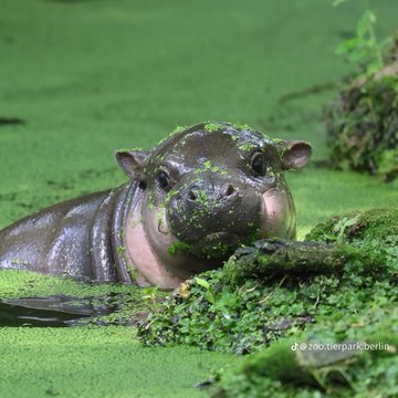 A baby hippo calf covered in duckweed rests in green water, illustrating the "disabled animal" memecoin meta referenced in the post. The watermark "@zootierparkberlin" is visible in the bottom right corner, indicating the photo was taken at Berlin Zoo.