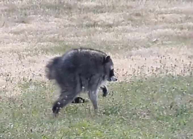 A shaggy black bear walking through a grassy field.