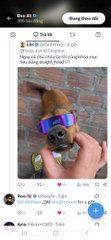 The image is a mobile screenshot of a social media post featuring a small fluffy dog wearing sunglasses and a purple harness, held by someone against a brick wall background. The post, shared in a community called "Bùng thoai đới," appears to be from user "boa hi" and contains Vietnamese text about a guide from @axisrobotics explaining quick tips for beginners, including information about daily tasks opening at 12:00 UTC and understanding two types of tasks.