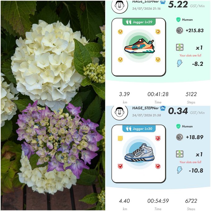 A split image showing white and purple hydrangea flowers on the left, alongside two STEPN app screenshots for Jogger Lv29 and Lv30 sneakers with GST/Min earnings.