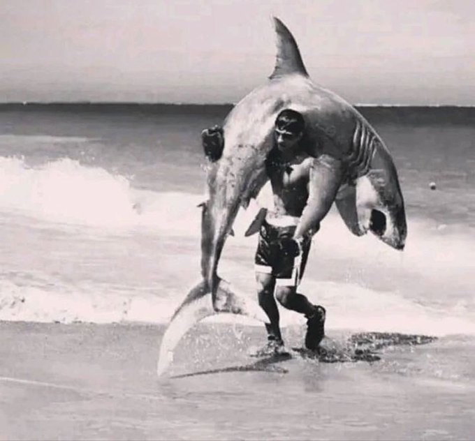 A black-and-white photo shows a man struggling to carry a large shark out of the surf onto a beach.