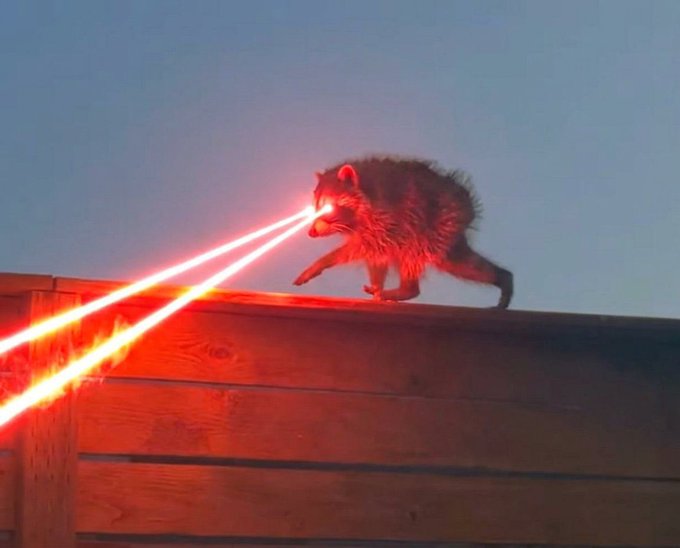 Surreal image of a wet raccoon perched on a wooden structure at sunset, emitting bright red laser beams from its glowing red eyes.