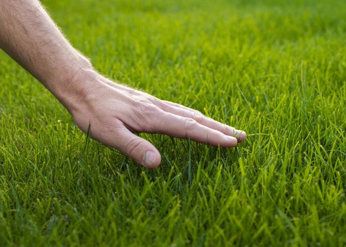 A man's hand rests gently on a lush, vibrant green lawn, with the grass blades clearly visible around his fingers.
