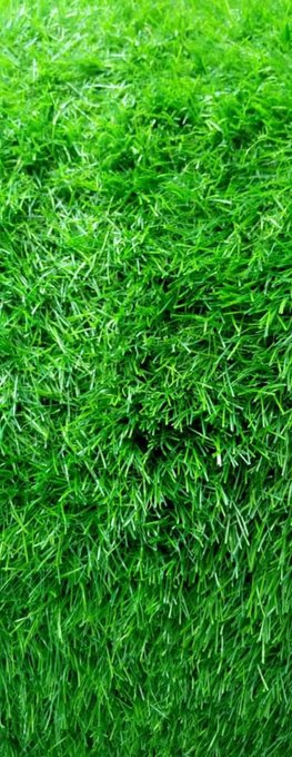 A close-up photograph of bright green artificial or natural grass blades filling the entire frame.