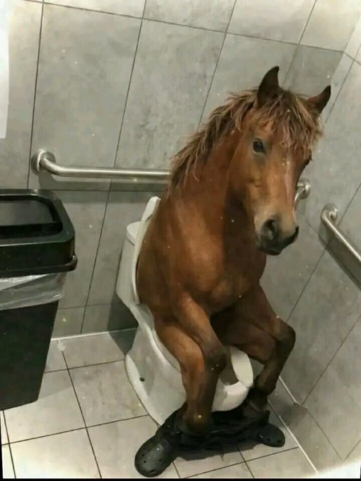 A chestnut horse sits on a toilet in a tiled bathroom stall, looking composed despite the absurdity. The image humorously captures the "woke up still drunk" feeling—as if even a horse needed to use the bathroom after a wild night out.