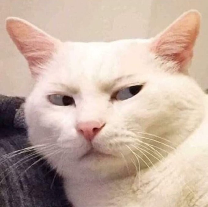 A close-up photo of a white cat with a serious, unamused expression looking at the camera.