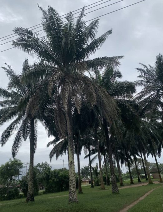 A tall palm tree with large fronds stands in a grassy park under a cloudy gray sky, with power lines visible above and a dirt path nearby.