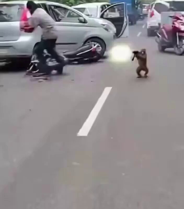 The image shows a monkey standing on its hind legs next to a car that has been involved in an accident. The monkey appears to be trying to get into the car, possibly out of curiosity or playfulness. In the background, there are other people present who seem to be observing the scene. A motorcycle is also visible nearby.