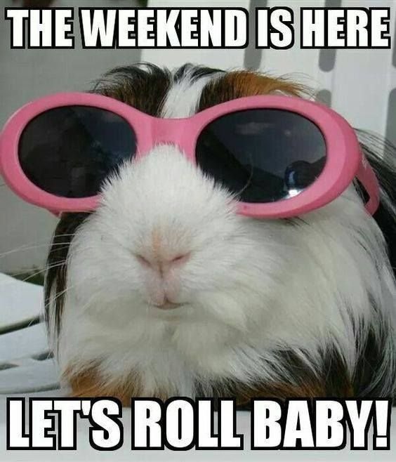 A meme featuring a close-up of a guinea pig wearing oversized pink sunglasses with text reading 'THE WEEKEND IS HERE' at the top and 'LET'S ROLL BABY!' at the bottom.