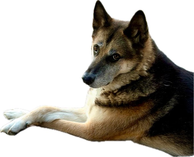 A German Shepherd dog with black and tan fur lies down on a white background, looking off to the side with alert ears.