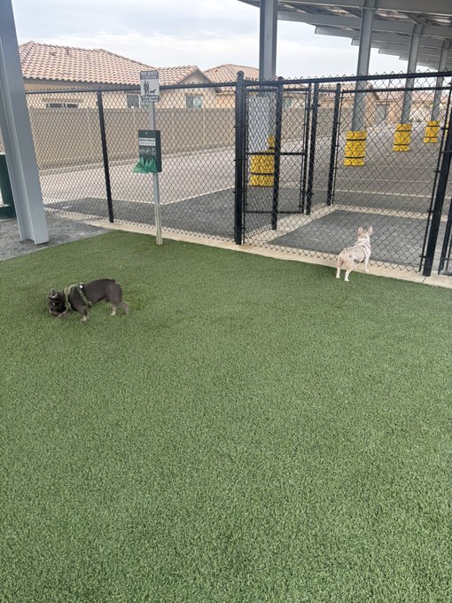 Two small dogs, one wearing a dark harness and the other a light-colored sweater, play in an enclosed outdoor dog park with artificial green turf and chain-link fencing.