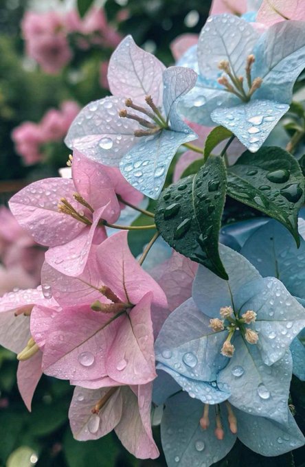 A cluster of dewy pink and powder-blue bougainvillea blooms glisten with raindrops, complementing the post's "rainy morning" mood while the surrounding dark, stormy-looking greenery and wilted petals subtly mirror the post's somber tone about yet another exchange shutting down. No text, numbers, tickers, or names are visible in the image.