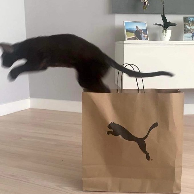 A blurry black cat caught mid-jump diving into a brown paper Puma shopping bag in a modern living room.