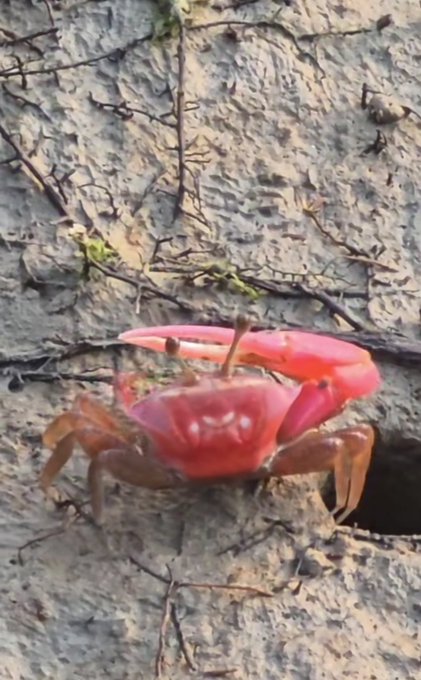 A bright red crab with an angry-looking face standing on cracked mud, with a burrow hole visible to the right.