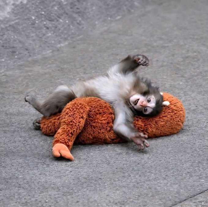 A baby monkey with gray fur lies on its back on a road, playfully clutching a brown stuffed animal.