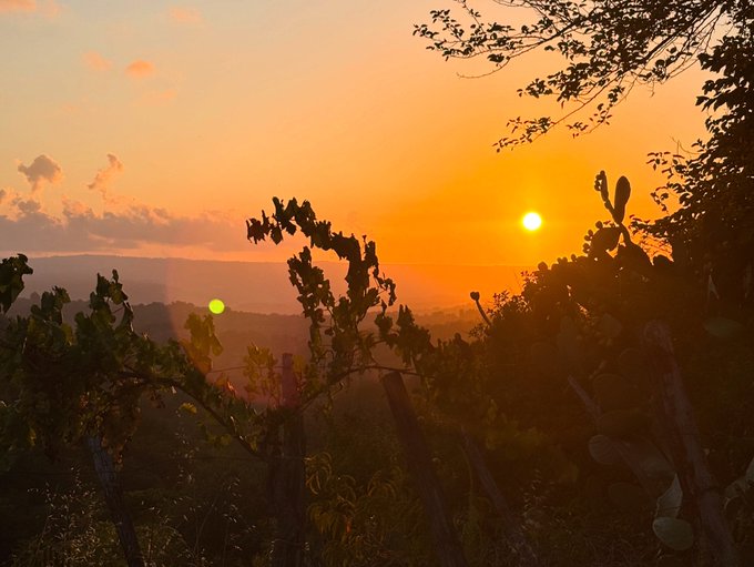 A golden sunset over a landscape with silhouetted cactus plants and vegetation in the foreground, and a small green lens flare visible.