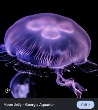 A translucent purple Moon Jelly fish swims against a dark background, with a caption reading "Moon Jelly - Georgia Aquarium" and a "Visit" button.