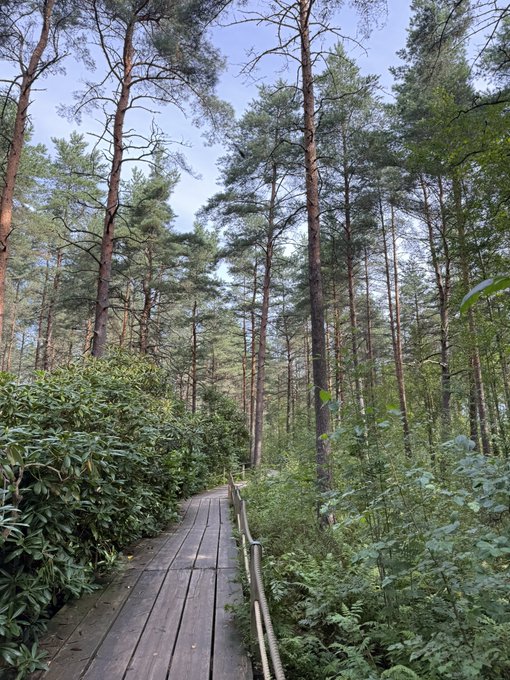 A wooden boardwalk winding through a lush forest of tall pine trees with green undergrowth on either side.