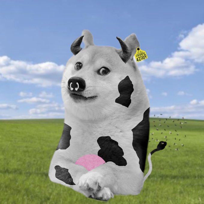 The image features a white dog with black spots, resembling a cow, wearing a tag that reads "428059". The dog appears to be standing in a field or pasture, possibly enjoying its time outdoors. The caption of the image includes the words "Happy #TippingTuesday" and "#TippingTuesday", which could be related to a social media post or a personal message from someone who took the photo.