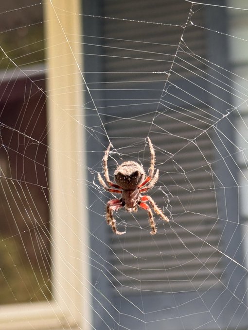 A close-up photo of a brown spider with reddish legs hanging in the center of its intricate web, with window shutters visible in the blurred background.