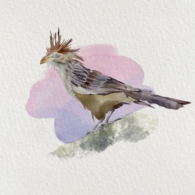 A watercolor painting of a bird with a striking spiky crest, rendered in earthy tones with soft pink and purple washes in the background.
