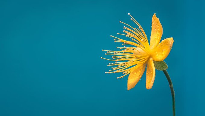 A close-up photograph of a yellow flower with prominent stamens covered in water droplets, set against a solid teal blue background.