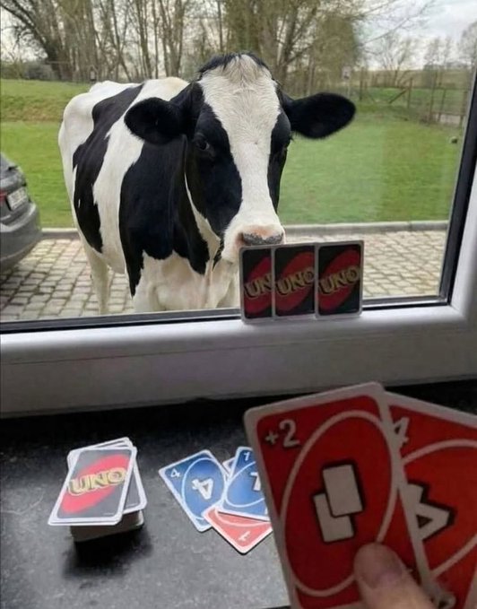 A humorous photo of a black and white cow looking through a window at a person playing Uno cards, with three UNO card backs propped against the window and +2 red cards in the player's hand.