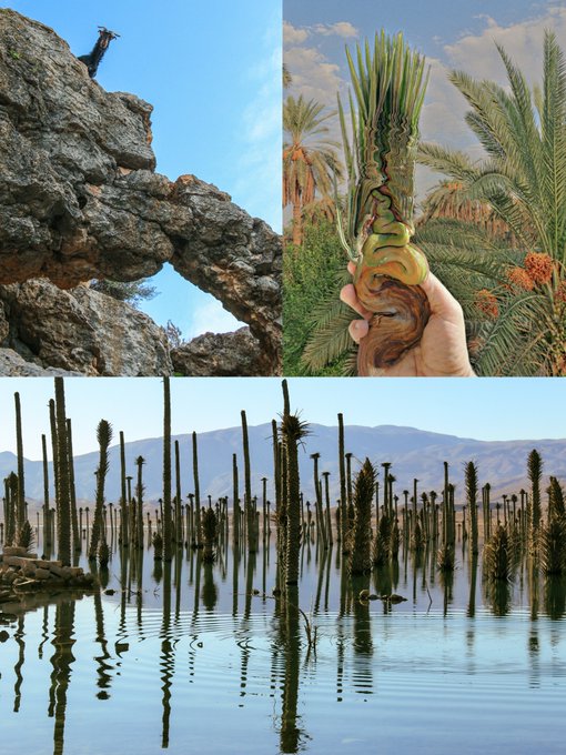 A collage of three images showing a giraffe on a rocky outcrop, a hand holding an unusual swirled palm-like plant against an oasis background, and cacti growing out of reflective water.