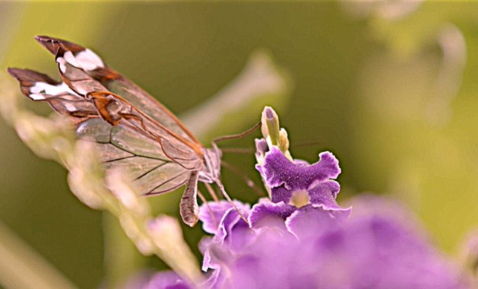 A close-up macro photograph of a butterfly with brown and white-tipped wings perched on a purple ruffled flower against a soft green bokeh background.