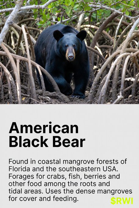 The image shows an American Black Bear standing among the tangled roots of a mangrove forest, with text describing how the species forages coastal mangroves of Florida for crabs, fish, and berries. The caption "American Black Bear" appears prominently alongside an $RWI logo, tying the wildlife photo to the accompanying post about Meme for Trees funding mangrove restoration.