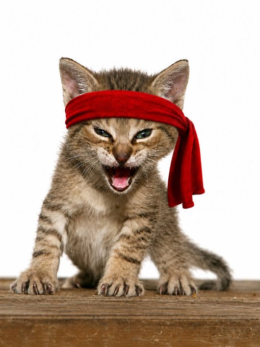A fierce tabby kitten wearing a red headband meows intently while perched on a wooden surface, embodying the "Rambo Kitten" persona referenced in the post about the $RKC token launched by the creator of Roaring Kitty's PFP. The image ties directly to the post's mention of "Rambo Kitten," created in 2015 by the same artist behind the iconic Roaring Kitty profile.