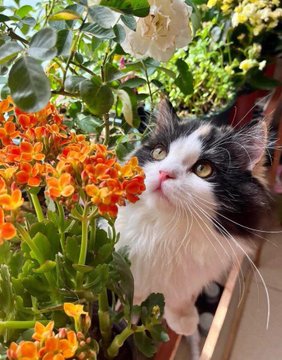 A fluffy black and white cat peeks out from behind a vibrant cluster of orange and yellow nasturtium flowers, with a white rose bloom visible in the background.