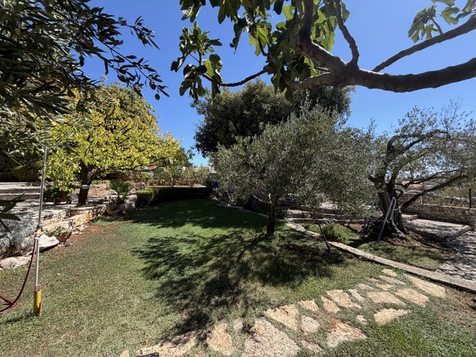 A sunny outdoor garden scene featuring grass, olive trees, stone steps on the left, and a stone pathway under a clear blue sky.