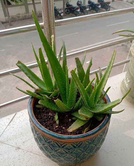 The image features a blue pot with several aloe plants inside, placed on a table or countertop. The aloe plants are green and healthy, indicating that they receive proper care and attention. The background of the image shows a street view, which adds an urban touch to the scene. The caption for this image is "A few projects talk about innovation, but @quipnetwork is actually focused on creating a smoother user experience". This suggests that while there are other projects in focus, Quip network's main goal seems to be improving the user experience through innovative solutions and designs.