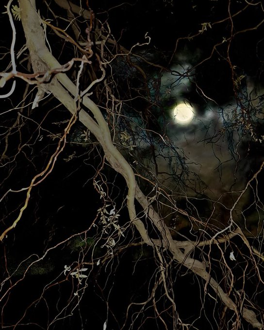 A nighttime photograph of tangled bare tree branches with a bright full moon glowing through the canopy.