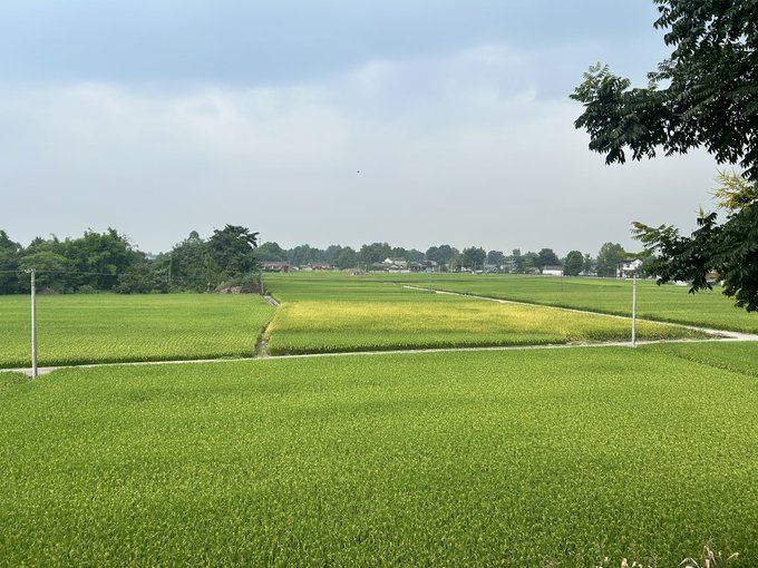 A rural landscape shows expansive green rice paddies stretching toward a tree line, with utility poles, scattered houses, and an overcast sky.