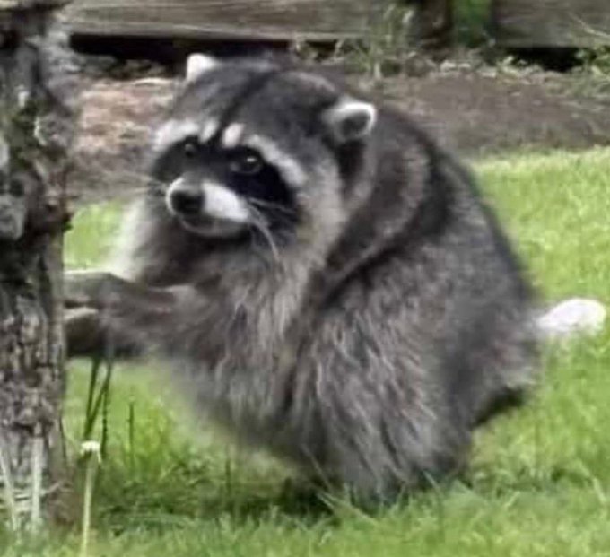 A chubby raccoon sits in the grass, leaning against a tree with an alert expression. The image accompanies a crypto giveaway post on Twitter, likely used to attract attention and engagement for the 0.5 SOL prize pool.