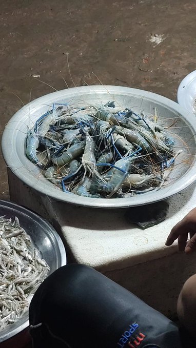 The image shows a bowl of live shrimp, possibly from a seafood market or restaurant, sitting on a table. The shrimp are still alive and appear to be freshly caught. A person can also be seen in the background, partially visible at the bottom right corner of the photo.