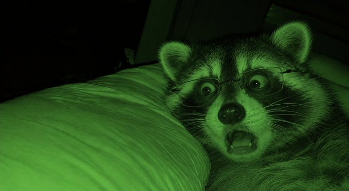 A raccoon with an exaggerated surprised expression wears small wire-frame glasses while resting on a pillow, illuminated by a green night-vision style filter.