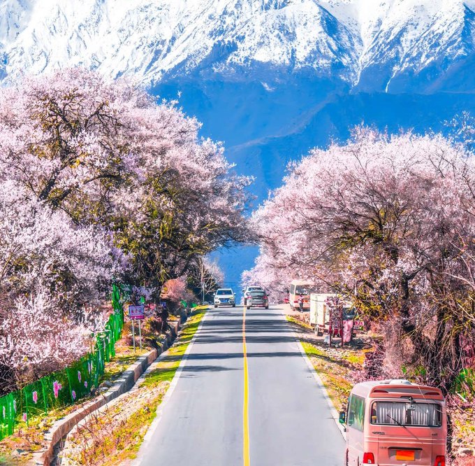iced road with two cars and a pink van, surrounded by snow-capped mountains and trees with pink blossoms.