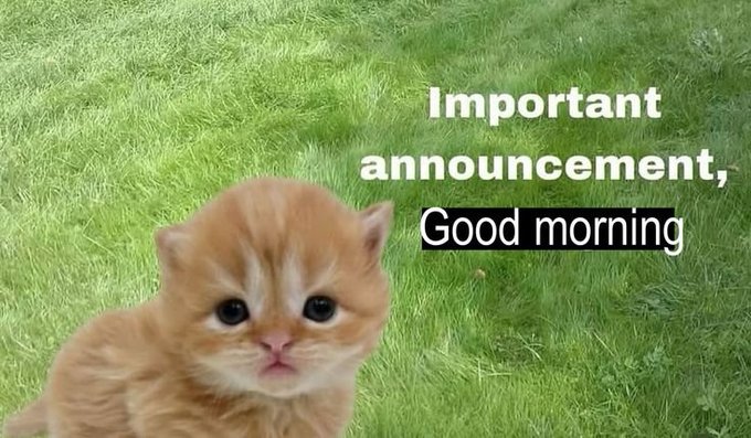 A cute orange kitten sitting on green grass with the meme text 'Important announcement, Good morning' displayed on the right side.
