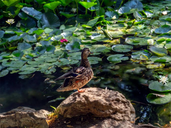 A brown duck stands on a rocky outcrop beside a pond filled with green lily pads and small white and pink water lilies.