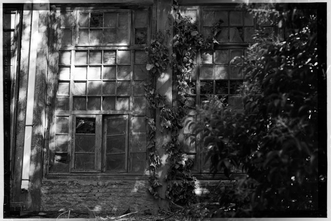 The image shows a black-and-white photograph of old, weathered multi-pane windows on a deteriorated building, partially covered by climbing ivy and foliage. The image relates to the accompanying post by visually expressing the "Window to the Past" theme—capturing decay, abandonment, and nostalgia through its textured, sun-dappled composition.