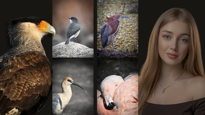 A photo collage featuring five different birds (including a caracara, swallow, heron, ibis, and flamingo) alongside a portrait of a young woman with long blonde hair.