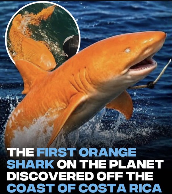 Photo of an orange shark leaping out of the water with text reading 'THE FIRST ORANGE SHARK ON THE PLANET DISCOVERED OFF THE COAST OF COSTA RICA.'